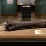 An image of ishango bone inside glass